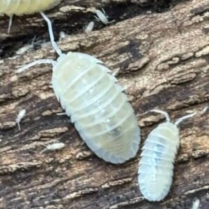 Armadillidium Nasatum White Out - 10 count cropped cropped img 3693 scaled 1.jpeg