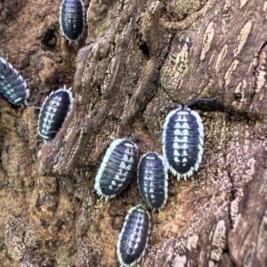 10+ Count Porcellio flavomarginatus cropped cropped img 9554.jpeg