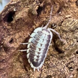 12+ Porcellio flavomarginatus cropped cropped img 9556.jpeg