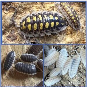 40 count Porcellio Bundle: 20 count Porcellio sp. Sevilla, 10 count Porcellio Hoffmannseggii “White,” 10 count Porcellio Haasi High yellow cropped cropped cropped img 3125.jpeg
