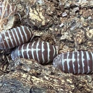Armadillidium Maculatum Chocolate Zebra - 15 count cropped cropped cropped image scaled 1 1.jpg
