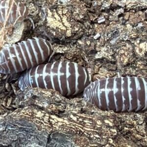 Armadillidium Maculatum Chocolate Zebra 15+2 count cropped cropped cropped image scaled 1 3.jpg