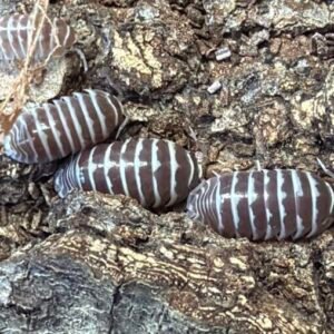 #2 - Armadillidium Maculatum Chocolate Zebra 15 count cropped cropped cropped image scaled 1 4.jpg