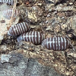 Armadillidium Maculatum Chocolate Zebra - 20 count cropped cropped image scaled 1.jpg