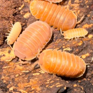 cropped image 11 1.png