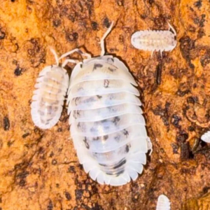 NESODILLO ARCANGELII SP. SHIRO UTSURI – 10 + COUNT cropped image 17.png