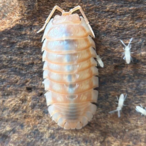 ARMADILLIDIUM NASATUM PEACH – 20+ count cropped image 4.png