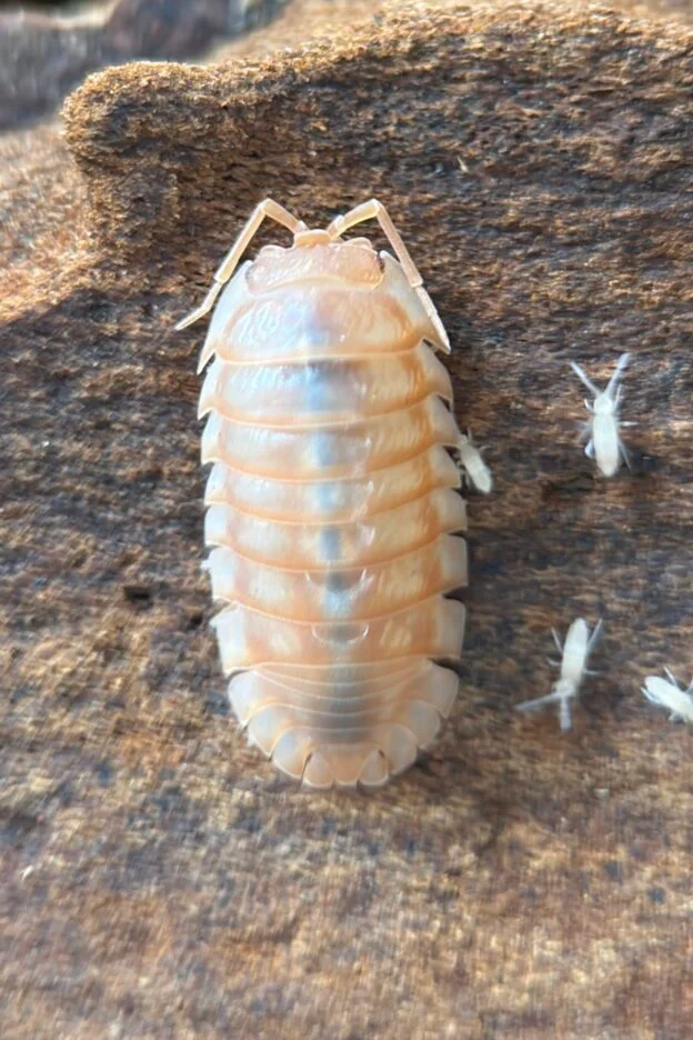 cropped image 4.png cropped image 4.png