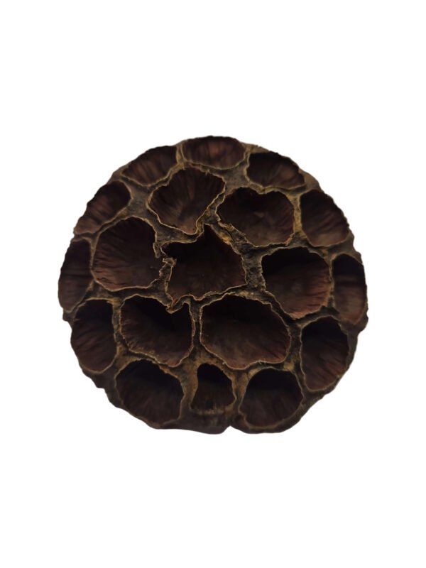 Lotus Pod Accessory 5 Count Large Lotus Pods | Isopod Keepers