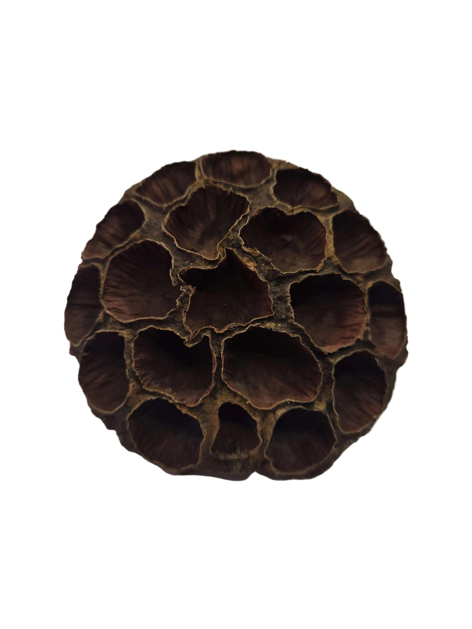 lotus1 lotus1