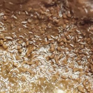 100+ Temperate White Springtails (Clay Culture) tempwhites