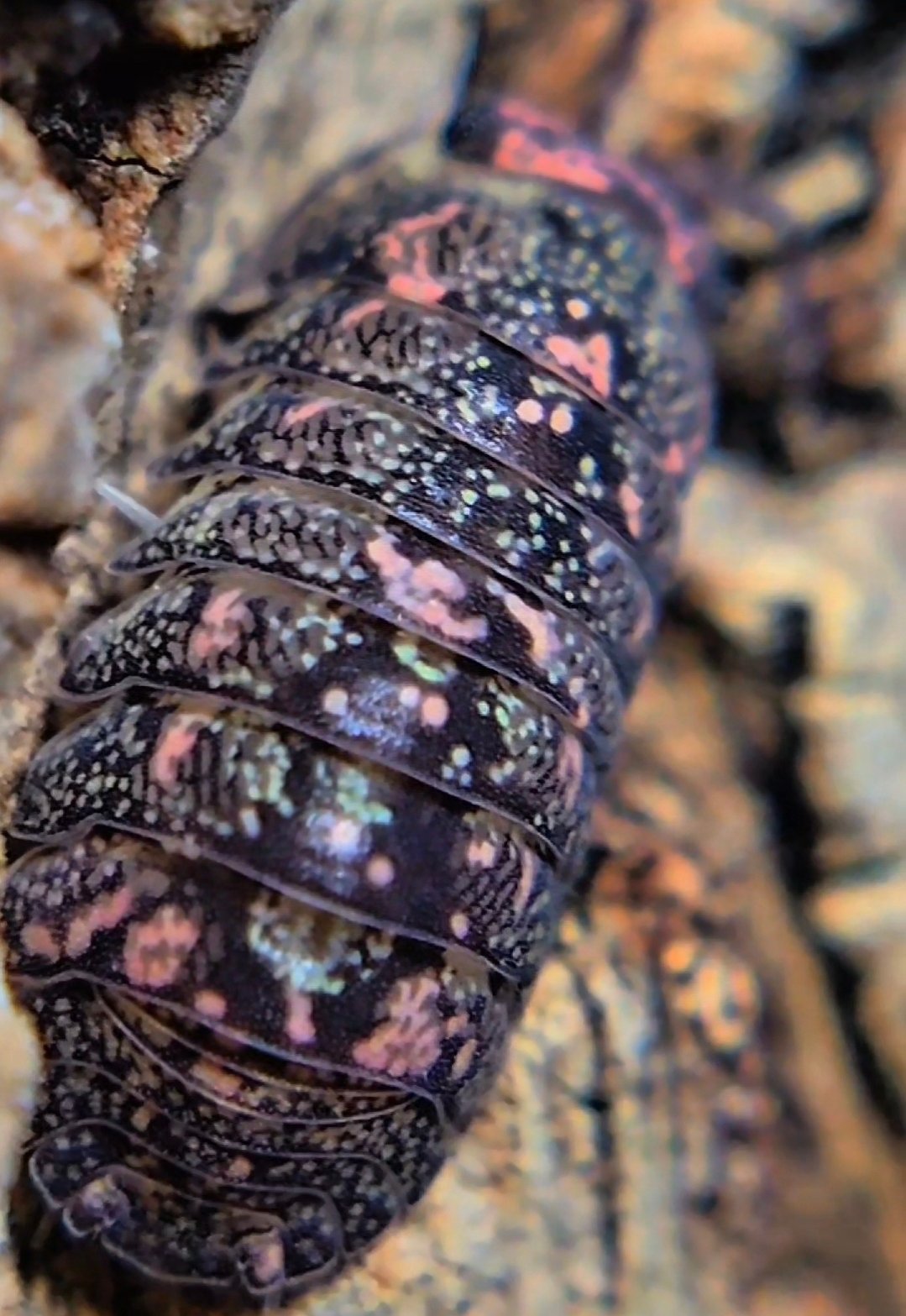 new species cosmic dust 6+1 new species cosmic dust 6+1