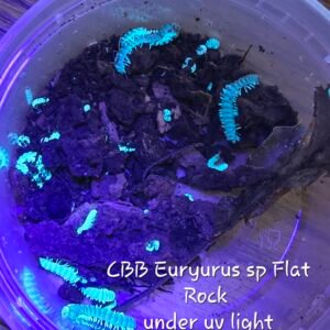 10 Euryurus sp Flat Rock 20250427 052144