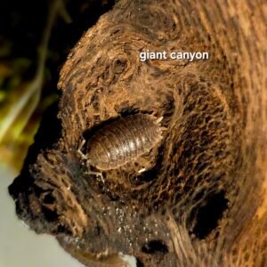 100 giant canyons 20250505 030830