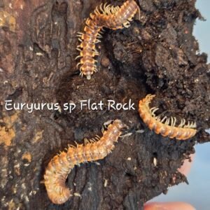 10 Euryurus sp Flat Rock 20260309 033227