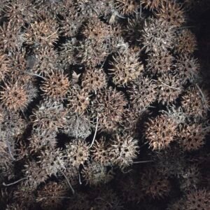 6x6x6 box sweet gum balls 20260624 093355