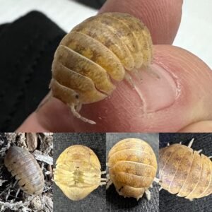 Hellaria brevicornis 20 count e27b1faf 8a47 4bd8 aa98 d7c00eed3701