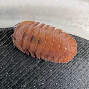 Caribodillo martinicensis Salmon 20 count img 1569