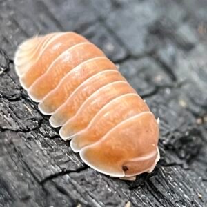 10+ Count Cubaris sp. “Citrus” img 2119