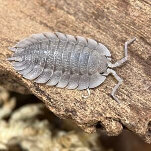 10+ Porcellio sp. Spatulatus img 2263