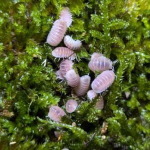 Cubaris sp Cherry Blossom 10 count img 2274