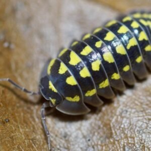 10+1 Armadilidium gestroi img 3670