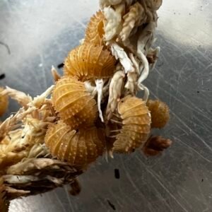 Cristarmadillidium muricatum 20 count img 5612