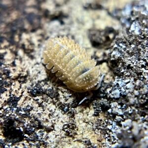 10+ count Cristarmadillidium muricatum “pineapple spiky” isopods screenshot