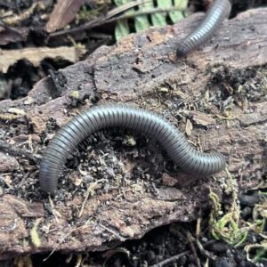 4ct Platinum millipede (Salpidoblus sp. "Irian Jaya") img 8948