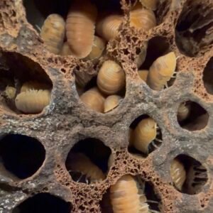 25+ count cubaris murina “anemone” screenshot