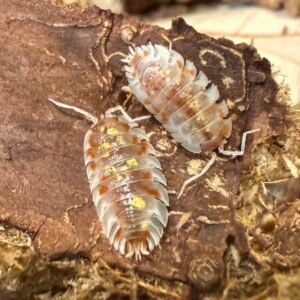 10+ count Oniscus asellus “orange Mardi Gras” screenshot