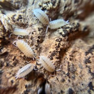 50+ count Porcellionides pruinosus “powder white” screenshot