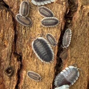 12+ count Porcellio Werneri “Greek shield” screenshot