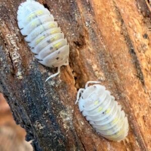 20+ Armadillidium granulatum “magic potion” screenshot