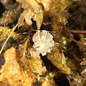 10ct- Reductoniscus Tuberculatus MICRO MAYHEM!! messenger creation 82841edc 3f65 4a04 9fdf 9c9b8dc00df1