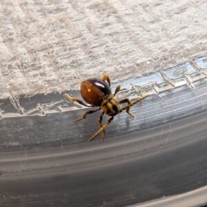 50ct Shiny spider beetle pxl 20250719 153500236~2