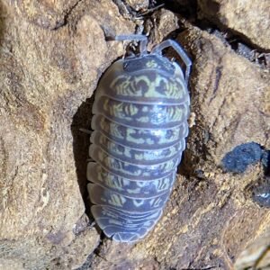 20ct Armadillidium versicolor 'polksa' pxl 20260608 052029063~2