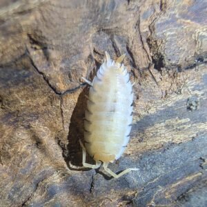 12ct Porcellio scaber 'Lemon pied' pxl 20260608 060010813~2