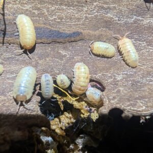 10ct Armadillidium vulgare 'Quartz' pxl 20260608 061119731~2