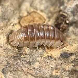 10+ Armadillidium Nasatum “Peach” cropped img 2053 scaled 1.jpeg