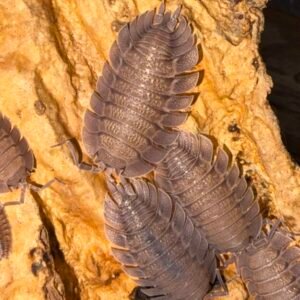 Porcellio Spatulatus - 10 count cropped img 3816 scaled 1.jpeg