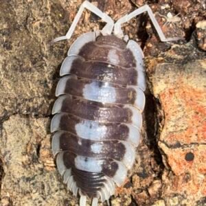 Porcellio Succinctus - 10 count cropped img 3817 1 scaled 1.jpeg