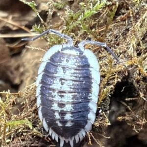 Porcellio Flavomarginatus - 6 count cropped img 3829.jpeg