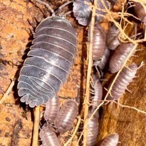 Armadillidium c.f.pallasii Croatian Giant - 50 count cropped img 4015.jpeg