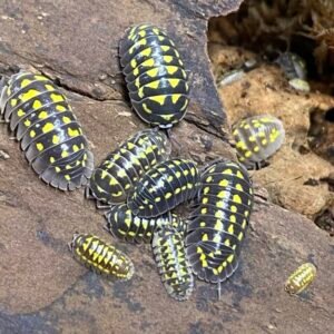 Armadillidium Gestroi “Yellow-Spotted” 25 Count cropped img 7197 scaled 3.jpeg