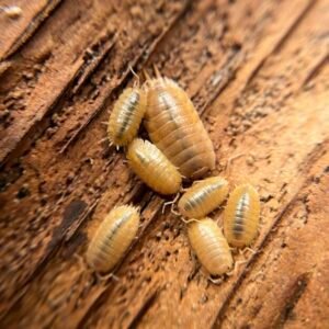 30+ Count Porcellio laevis “Orange” cropped img 8382.jpeg