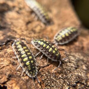 10+ Count Porcellio haasi "high yellow" cropped img 9570.jpeg