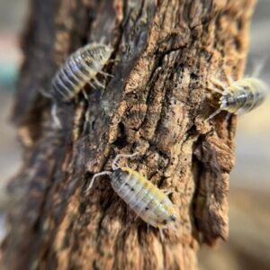 10+ count Porcellio ornatus “Witch’s Brew” cropped img 9866.jpeg