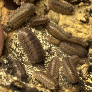 Dryadillo sp. Wood Grain 10 count cropped image 6 7 26 at 10.46 pm 1.png