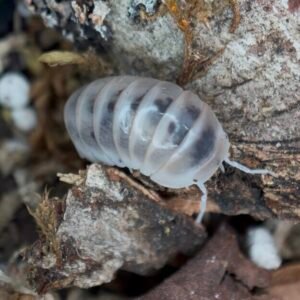 8+ Armadillo officinalis “Dalmatian” cropped cropped img 0282.jpeg
